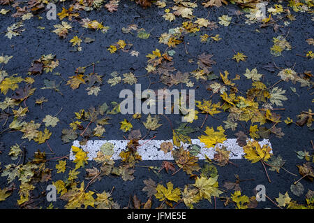 Naturwissenschaft, gefallenen Laub auf dem asphalt Stockfoto