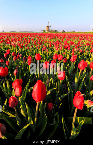 Felder von roten Tulpen umgeben die typische Windmühle Berkmeer Gemeinde Koggenland North Holland Niederlande Europa Stockfoto