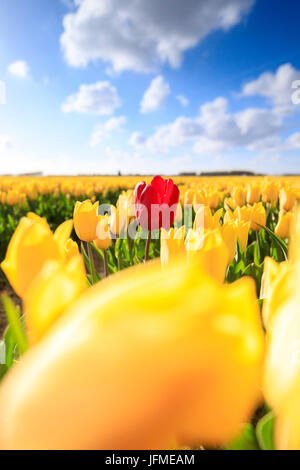 Sonne auf die rote Tulpe, umrahmt von einer Vielzahl von gelben Tulpen Oude-Tonge Goeree-Overflakkee Südholland Niederlande Europa Stockfoto