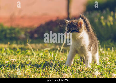 Horizontale Foto des einzigen fünf Wochen alte Kätzchen. Der Kater ist auf dem Rasen im Garten. Baby Tier hat schönes Fell mit Tabby und weiße Farbe. Die Katze s Stockfoto