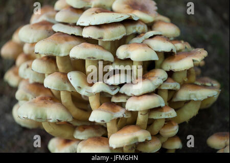 Cluster von Pilzen in einem Wald im Herbst Stockfoto