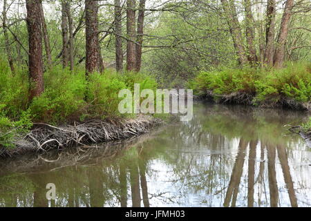 Weiße Narrowleaf Mädesüß Spirea Alba eingeführt invasive gebietsfremde Arten Stockfoto