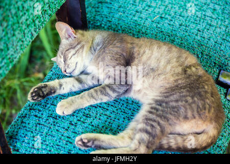 Katze schläft ruhig auf einem Stuhl Stockfoto