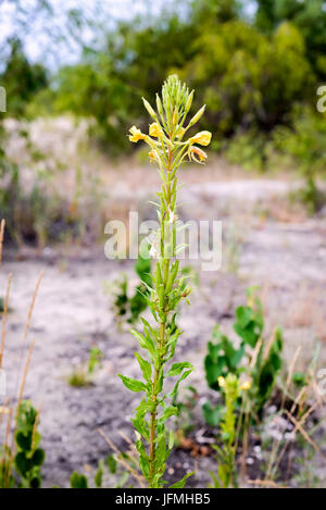 Gelbe Oenothera Biennis Blume, auch bekannt als gemeinsame Nachtkerze, abendliche Zweiminuten, Abendstern und Sonne-Tropfen. Die Blüten öffnen sich am Abend in s Stockfoto