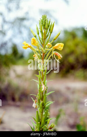 Gelbe Oenothera Biennis Blume, auch bekannt als gemeinsame Nachtkerze, abendliche Zweiminuten, Abendstern und Sonne-Tropfen. Die Blüten öffnen sich am Abend in s Stockfoto