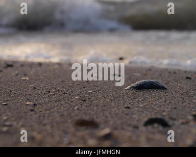 Eine Schale am Meer Stockfoto