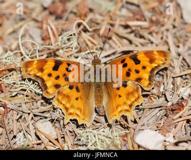 Satyr Comma (Polygonia Satyrus) Satyr Komma thront auf Waldboden. Stockfoto