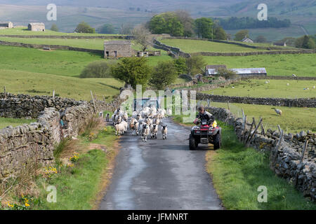 Landwirt mit Quad bewegen Schafe auf einer schmalen Landstraße in der Nähe von Hawes, North Yorkshire. Stockfoto