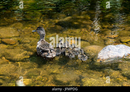 Weibliche Stockente Anas Platyrhynchos, mit Brut von 8 Entchen schwimmen auf Hochland-Stream, North Yorkshire, UK. Stockfoto