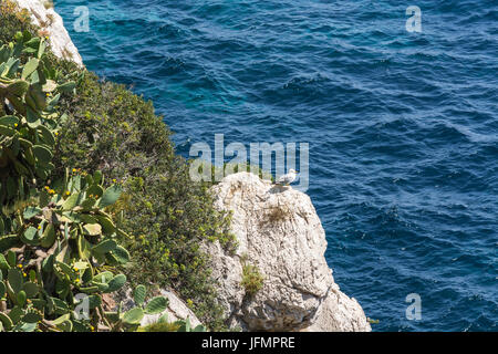 Möwe auf einem Felsen im Mittelmeer Stockfoto