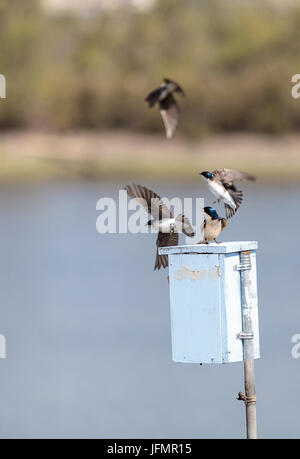 Blauer Baum Schwalbe Vogel, Tachycineta bicolor Stockfoto