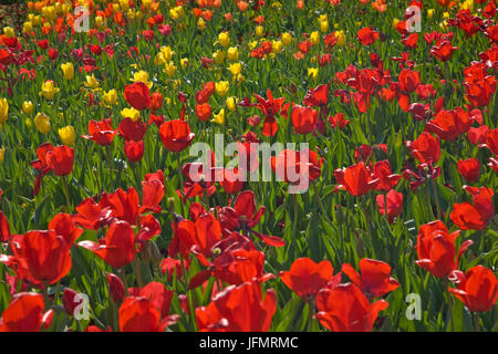 Bereich der Tulpen Stockfoto