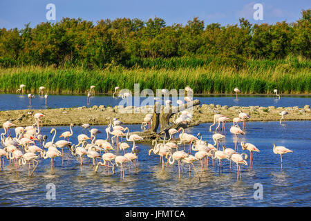 Herde von rosa Flamingos in der Camargue National Park Stockfoto