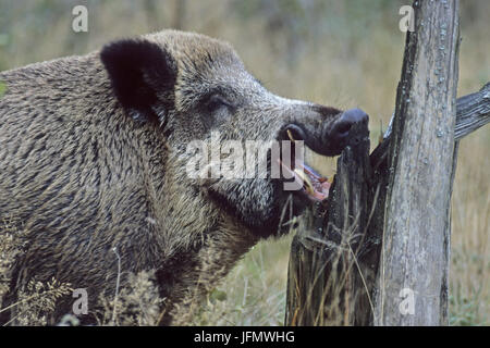 Porträt einer männlichen Wildschwein Stockfoto