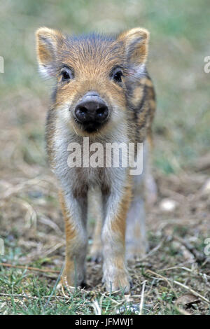 Wildschwein Ferkel/Sus scrofa Stockfoto