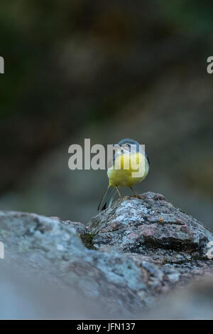 Graue Bachstelze, weiblich (Motacilla Cinerea), auf Felsen sitzend Stockfoto