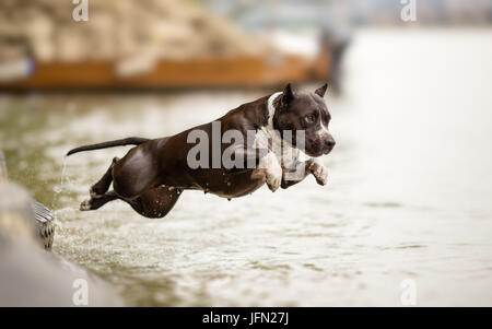 Amerikanischer Staffordshire-Terrier im Sprung Stockfoto