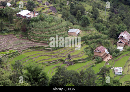 Die Reis-Plantagen im Kathmandu-Tal Shivapuri Nagarjun Nationalpark, Nepal Stockfoto