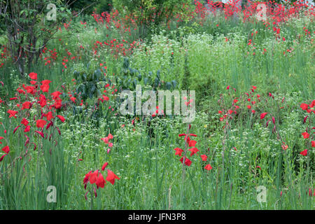 Ein Feld mit roten Blüten im Shivapuri Nagarjun Nationalpark, Nepal Stockfoto