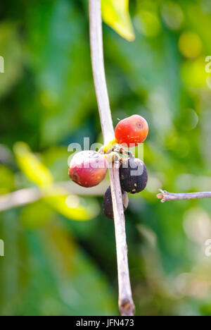 Frische rote Kaffeekörner auf Kaffeepflanze wächst Stockfoto
