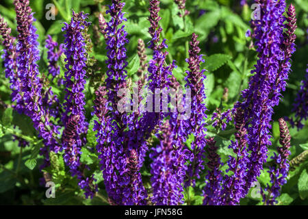 Salvia nemorosa 'Lubecca', Waldsalbei, Balkanklary Stockfoto