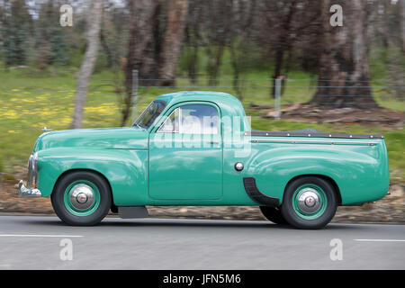 Jahrgang 1952 Holden FX Utility fahren auf der Landstraße in der Nähe der Stadt Birdwood, South Australia. Stockfoto