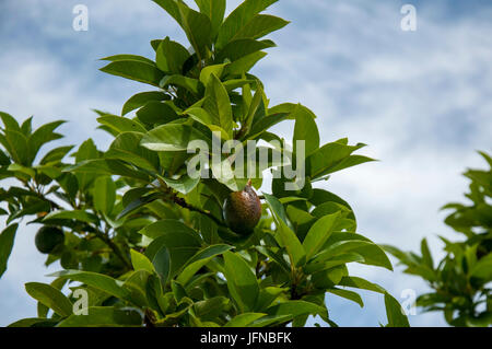 Eine natürliche tropische Frucht wächst auf einem Baum in Asien Stockfoto