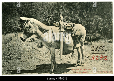 08241-Yosemite-1906-Nein, Liebe mich, keiner - Brück & Sohn Kunstverlag streicheln Stockfoto