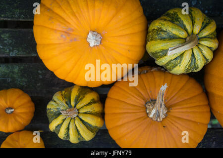 Saisonale Herbst Kürbis Kürbis Deko für Urlaub Hintergrund von oben Stockfoto