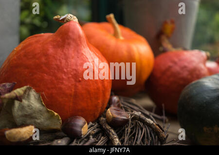 Red kuri Squash mit kürbisse im Garten Stockfoto