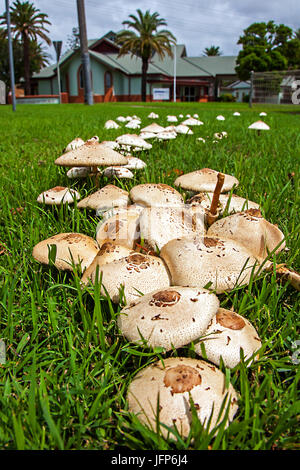 Pilze in neuen Soth Wales Australien Regenschirm Pilze Stockfoto