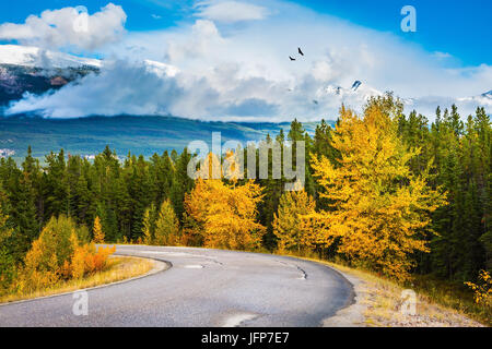 Große Landstraße ist zwischen Wäldern vergilbten Stockfoto