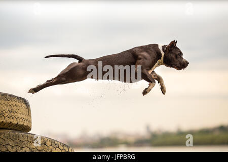 Amerikanischer Staffordshire-Terrier im Sprung Stockfoto