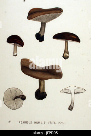 Agaricus Humilis Flora Batava Volumen v20 Stockfoto