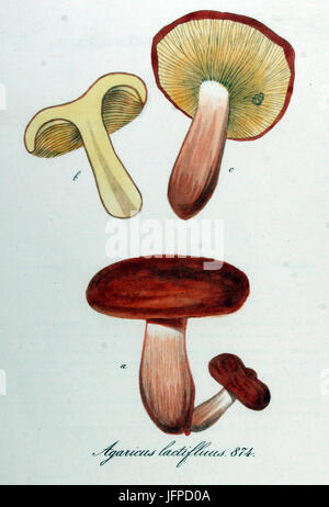 Agaricus lactifluus, dargestellt in Band 11 der *Flora Batava*, ist eine Pilzart. Diese botanische Illustration bietet detaillierte Bilder dieses Pilzes, der zur Agargattung gehört. Stockfoto