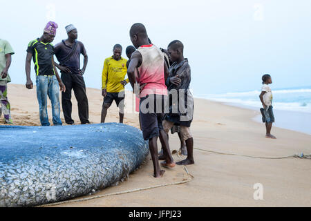 Traditionellen Netzfischerei in Ouidah, Benin Stockfoto