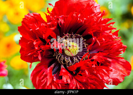 Papaver somniferum Serious Scarlet Red Flower Bloom Europäische Honigbiene auf Red Mohn blühend Red Papaver Blossom Red Mohn blühend June Stockfoto