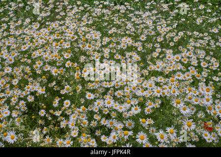 Viele Blumen blühen wilde Kamille hautnah Matricaria Chamomilla Matricaria Recutita-Kamille-Kamille Stockfoto