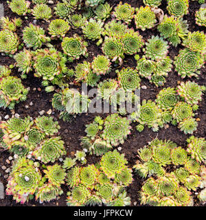 Sempervivum ist blühende Pflanze in der Crassulaceae-Familie, allgemein bekannt als Hauswurze. Sie sind saftige Stauden bildet büschelige, bestehend aus Matten Stockfoto