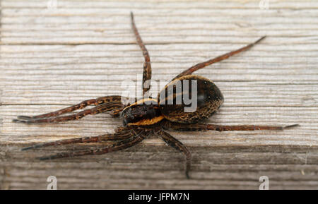 Floß Spinne, Dolomedes Fimbriatus auf Holzrost im Kurjenrahka Nationalpark in Finnland. Stockfoto