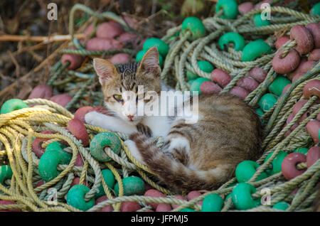 Katze in einem Netz Stockfoto