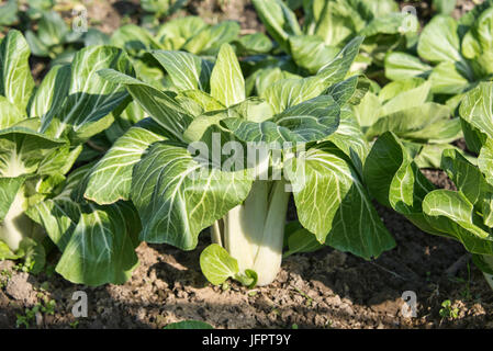 Bok Choy wachsen in den Gärten von Xidi Dorf, Anhui, China Stockfoto