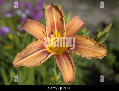 Blick hinunter auf eine Taglilie Blüte Stockfoto