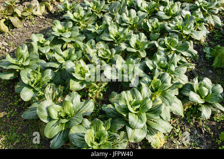 Bok Choy wachsen in den Gärten von Xidi Dorf, Anhui, China Stockfoto