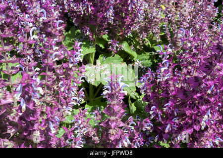 Salvia sclarea 'Piemont', Muskatellersalbei, pink und lila Garten Stockfoto