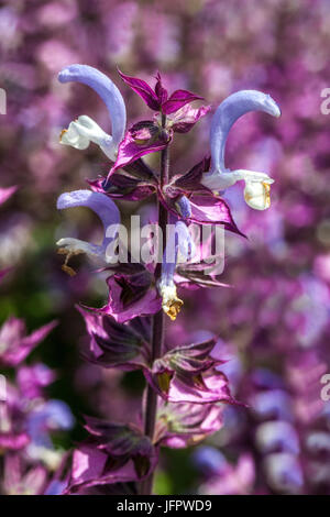 Salvia Sclarea 'Piemont', Muskatellersalbei Stockfoto