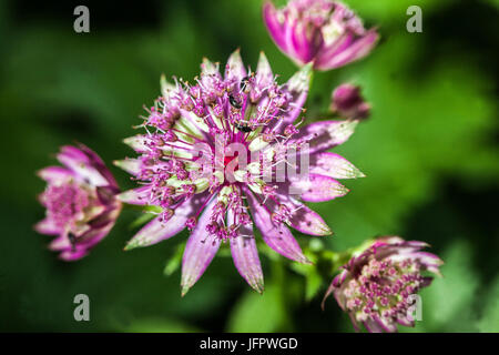 Astrantia major „Roma“, Masterwort Pink, Astrantia, Flower, Closeup Stockfoto