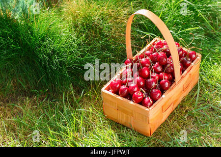 Kirsche Korb. Reife Kirschen im Korb auf dem grünen Rasen. Im Garten, Obstgarten und Ernte-Konzept. Frischen Sommerbeeren Stockfoto