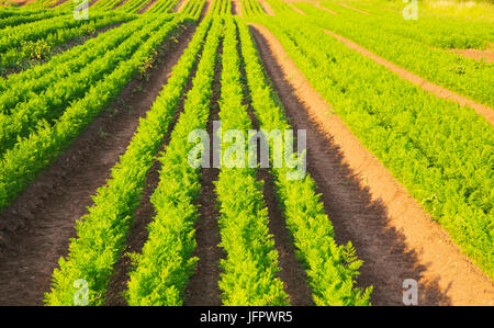 Grüne Linien der Karotte Erntegut in sandiger Erde, Shottisham, Suffolk, England, UK wachsende Stockfoto