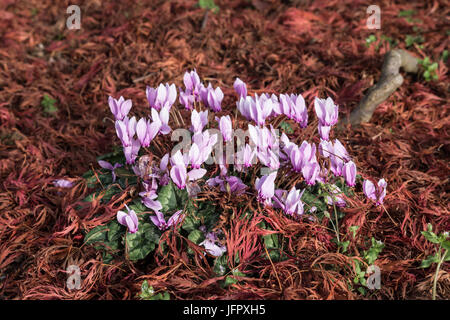 Cyclamen Coum in Blüte Stockfoto